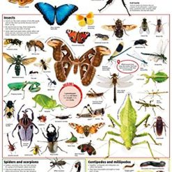 Bugs Findout Posters