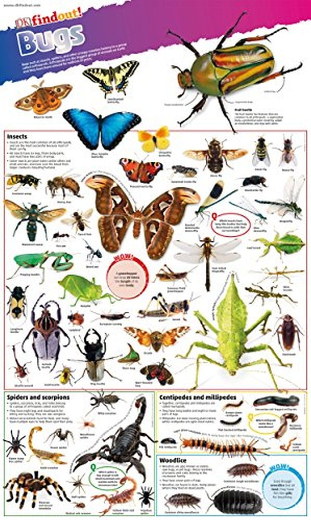 Bugs Findout Posters 1 Bugs Findout Posters